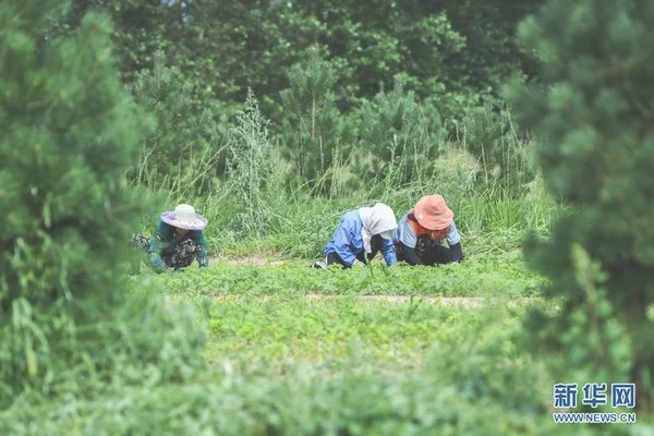 2、可以去野外采集药草并种植成草树，这样可以使玩家种植时获得更多奖励。