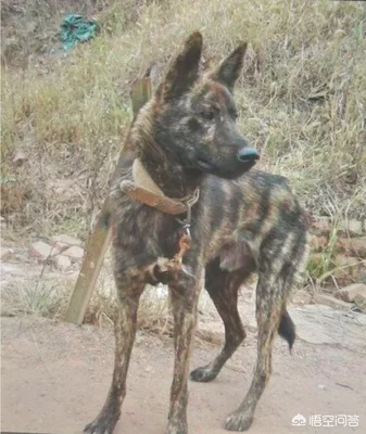 虎斑犬幼犬多少钱(虎斑犬价格)
