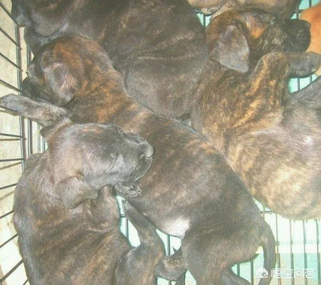 虎斑犬幼犬多少钱(虎斑犬价格)