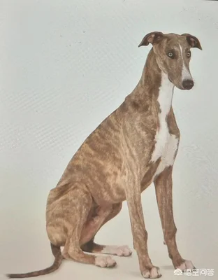 虎斑犬幼犬多少钱(虎斑犬价格)