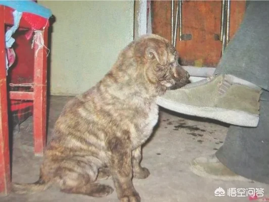 虎斑犬幼犬多少钱(虎斑犬价格)