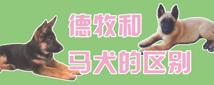 德牧和马犬的区别(为什么德牧打不过马犬)