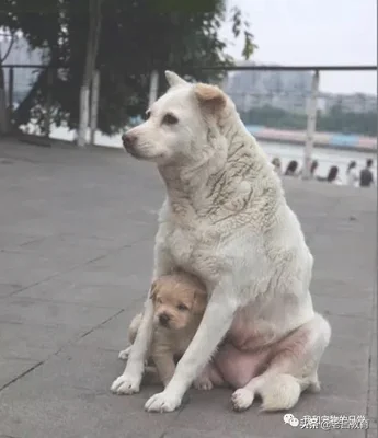 见过动物报复人的现象吗(动物有报复心理吗)