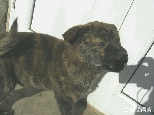 虎斑犬幼犬多少钱(虎斑犬价格)