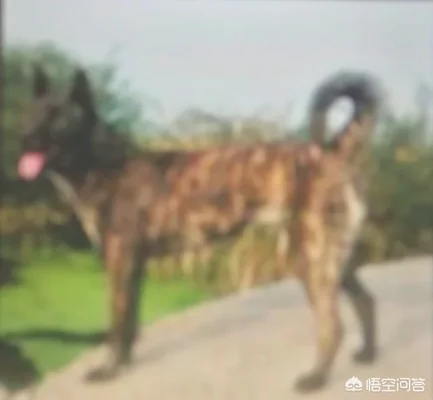 虎斑犬幼犬多少钱(虎斑犬价格)