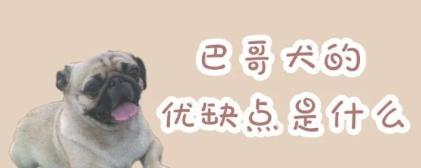 巴哥犬的优缺点是什么(巴哥优缺点及适合人群)