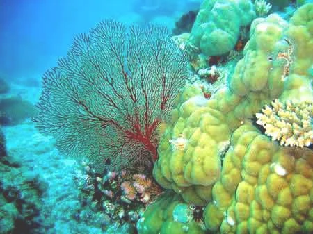 美丽的西沙群岛介绍海底世界,你见过这样的海底吗？