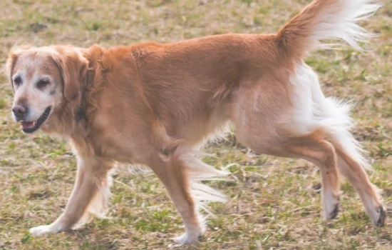 金毛会看家吗(金毛犬会忘记旧主人吗)