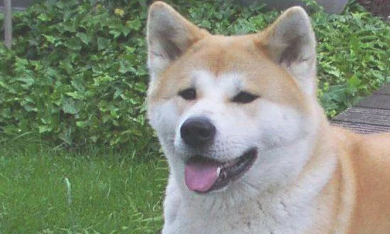 秋田犬价格一般多少钱 价格在5000-8000元之间