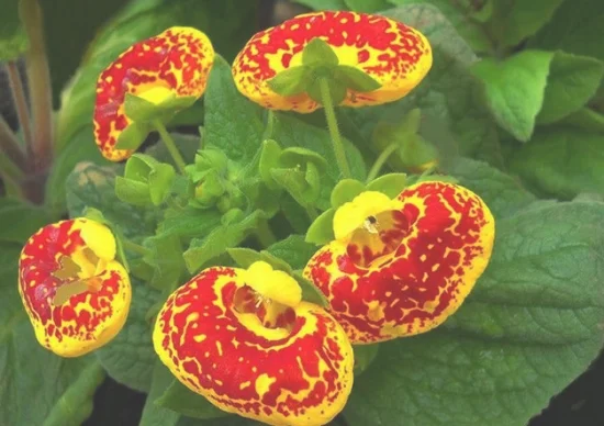 怎样选育蒲包花良种(香蒲种子的种植方法)