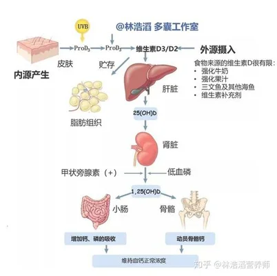 维生素d与多囊卵巢的关系是什么