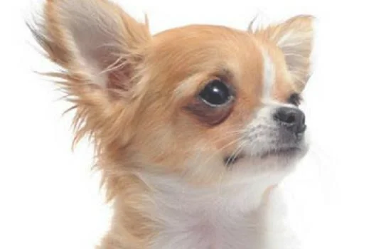 狗狗可以快递的吗 看完你就知道了!狗狗可以快递的吗