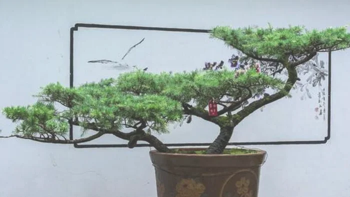 雪松叶子发黄是什么原因(雪松叶子发黄落