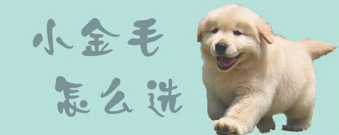 小金毛怎么选(好的金毛犬怎么选)