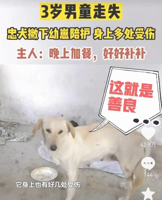 3岁男童走失忠犬一路跟随保护(3岁儿童走失吓坏家人)