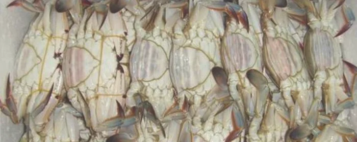 冻梭子蟹为什么肉很烂