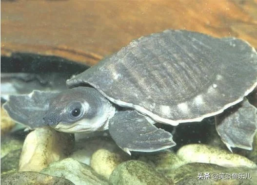 什么样的乌龟可以长期在水中不用晒台(乌龟不去晒台一直在水里)