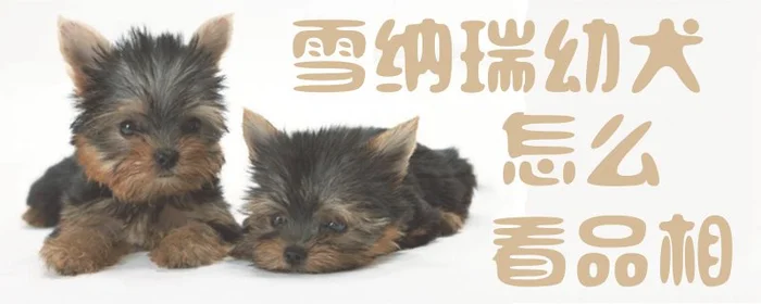 雪纳瑞幼犬怎么看品相(品相好的雪纳瑞图解)