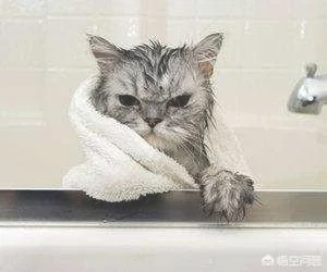 给猫咪洗澡是怎样神奇感受(猫洗了澡会感到舒服吗)