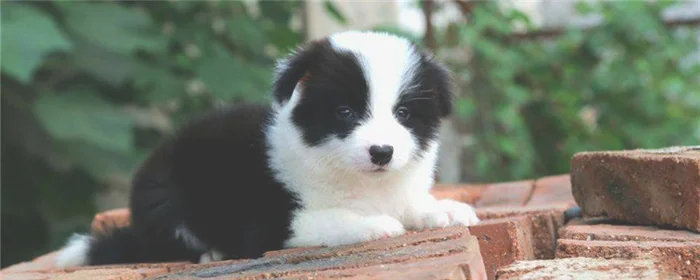 边牧能看家护院吗(边牧可以作为护卫犬吗)