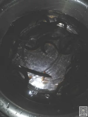 泥鳅炖豆腐的做法步骤1
