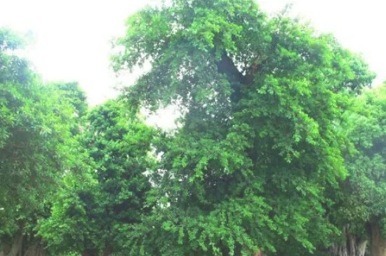 榕树会开花吗
