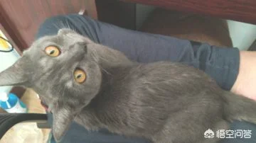 怎么用猫砂才最节省(怎样使用猫砂更有效)