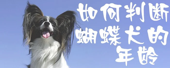 如何判断蝴蝶犬的年龄(蝴蝶犬体型有多大)