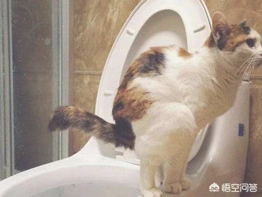 怎么用猫砂才最节省(怎样使用猫砂更有效)