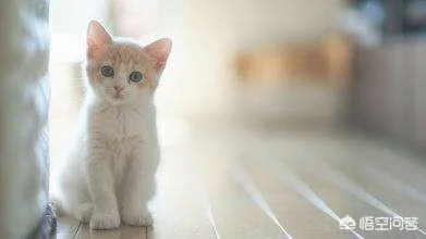 怎么用猫砂才最节省(怎样使用猫砂更有效)