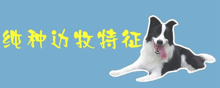 纯种边牧特征(真假边牧图解释)