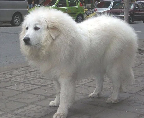 上海大白熊犬价格 上海大白熊犬多少钱一只