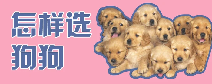 怎样选狗狗