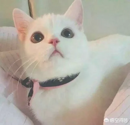 怎么用猫砂才最节省(怎样使用猫砂更有效)
