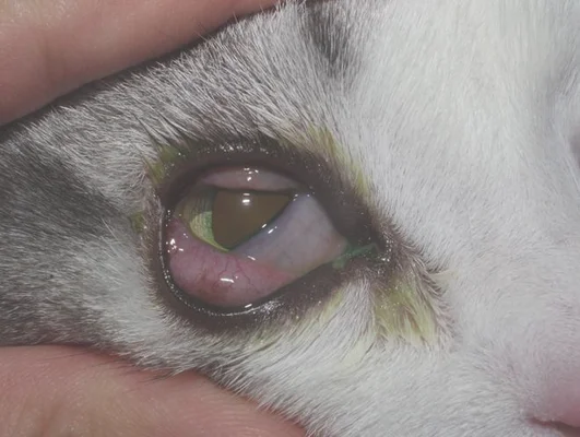猫咪单只眼睛红肿,吃什么药？