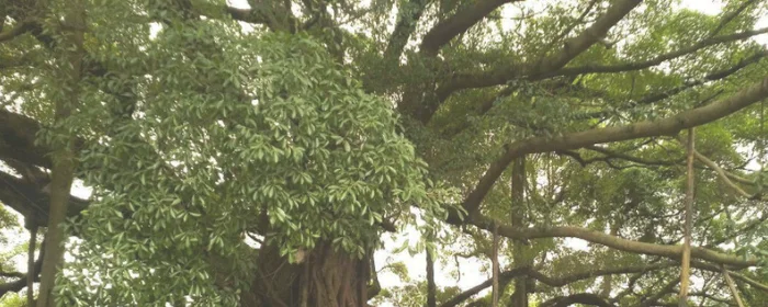 榕树会开花吗