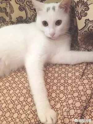 怎么用猫砂才最节省(怎样使用猫砂更有效)