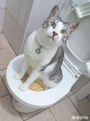 怎么用猫砂才最节省(怎样使用猫砂更有效)