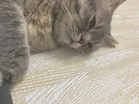猫咪如何表达不开心(猫咪看起来不开心)