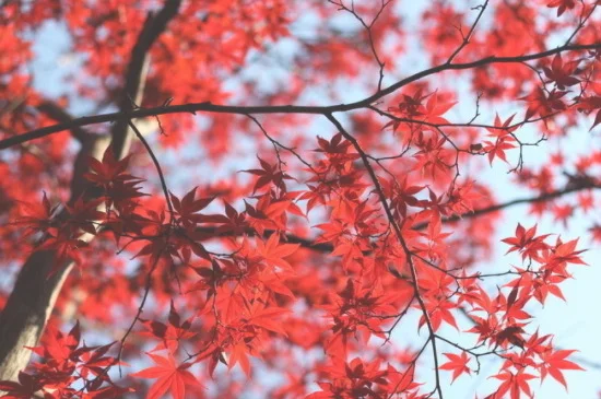 红枫冬天落叶吗