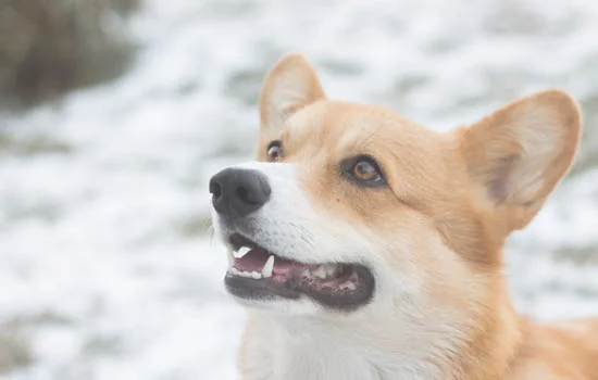 柴犬优缺点分析(养柴犬的人都后悔了)