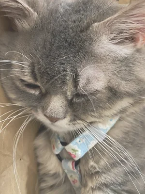猫咪如何表达不开心(猫咪看起来不开心)