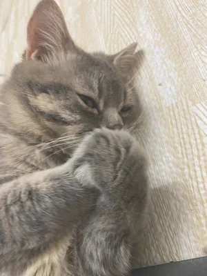 猫咪如何表达不开心(猫咪看起来不开心)