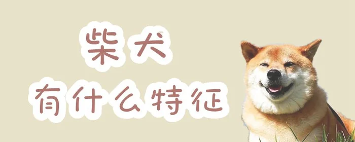柴犬有什么特征(标准柴犬长相)