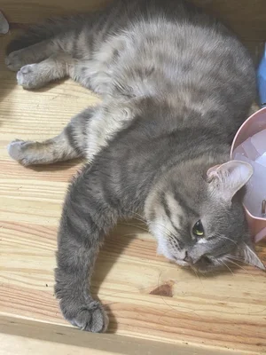 猫咪如何表达不开心(猫咪看起来不开心)