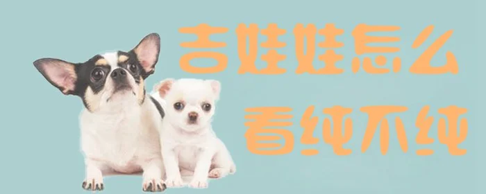 吉娃娃怎么看纯不纯(吉娃娃如何判断正宗)