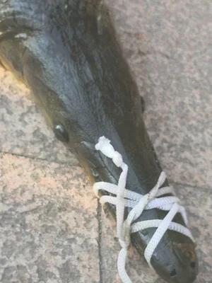武汉一人工湖中鳄雀鳝被钓起(钓手立功！湖中凶猛的鳄雀鳝被钓起来了)