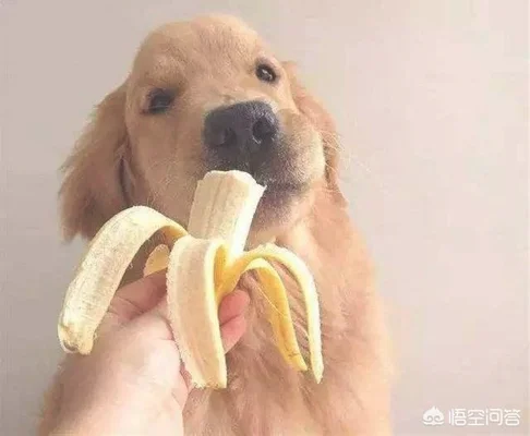 怎么判断狗狗吃饱没有(怎么看狗吃饱没有)