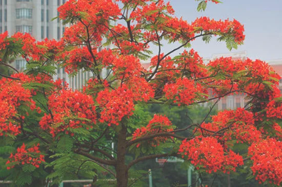 凤凰花的特点是什么