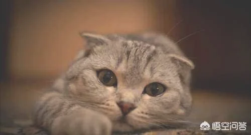你会收留流浪狗或猫吗(什么地方能收留流浪猫狗)